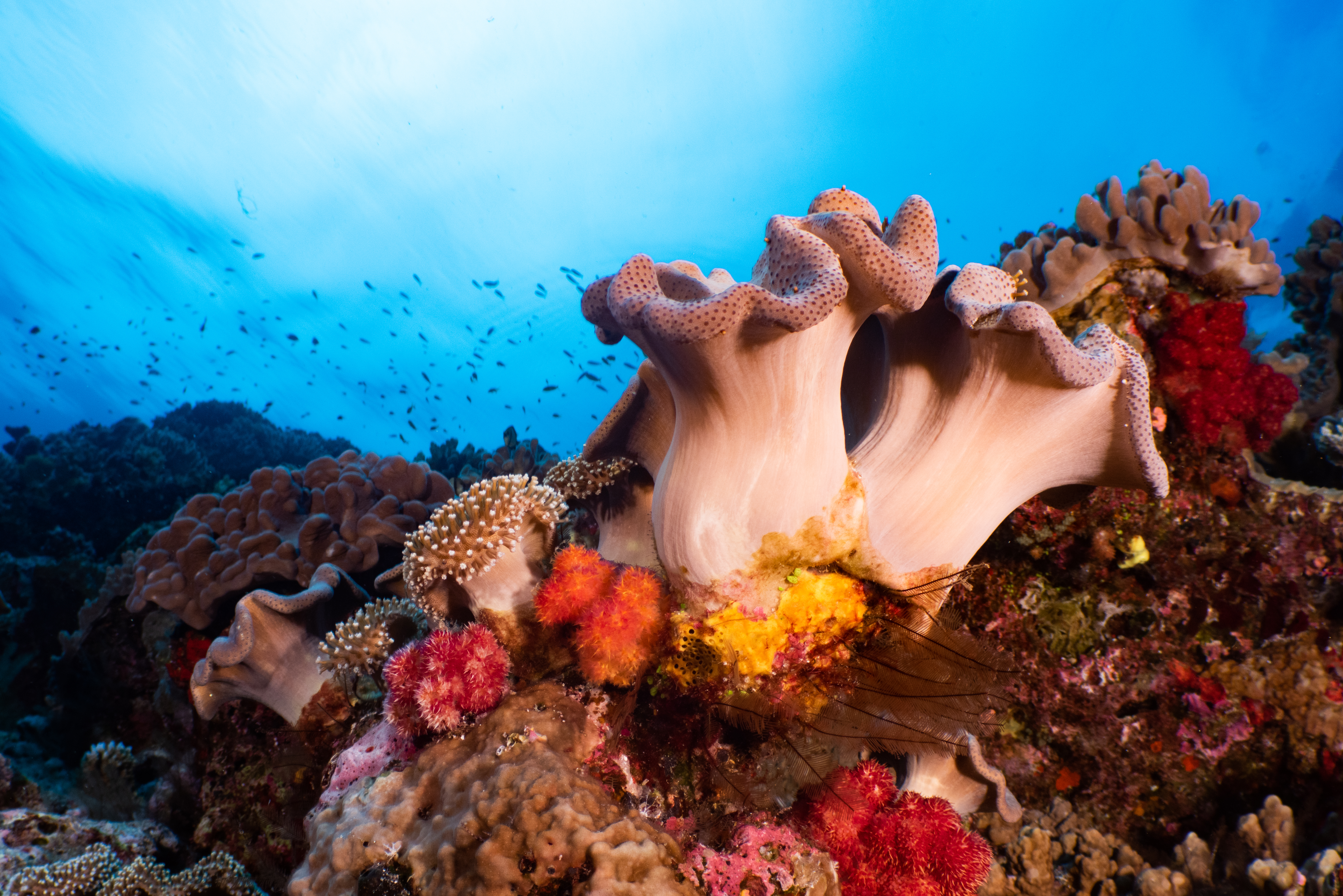 Grand Astrolabe reef, Coral Sea Natural Park, New Caledonia