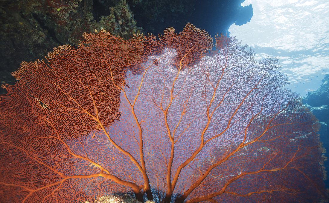 Framework for Nature Conservation in the Pacific