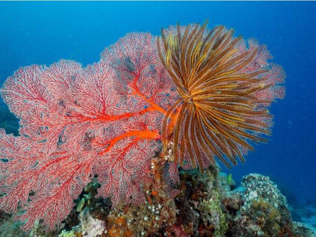 Atolls d'Entrecasteaux