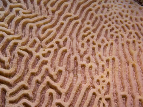 Atolls d'Entrecasteaux — Coral Sea Natural Park, New Caledonia