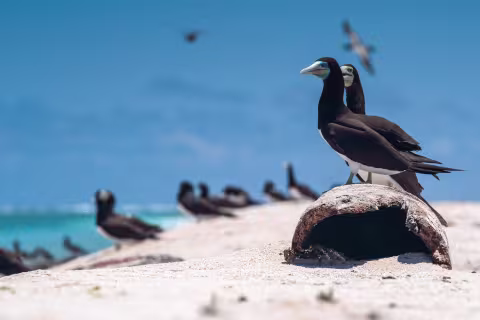Atolls d'Entrecasteaux — Coral Sea Natural Park, New Caledonia