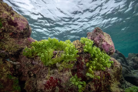 Ile Surprise Atolls d'Entrecasteaux — Coral Sea Natural Park, New Caledonia